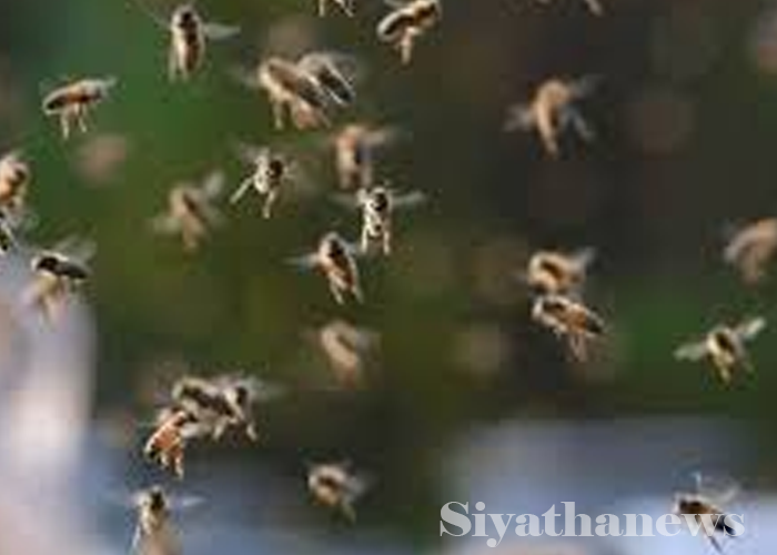 බඹර ප්‍රහාරයකින් පුද්ගලයෙක් මරුට