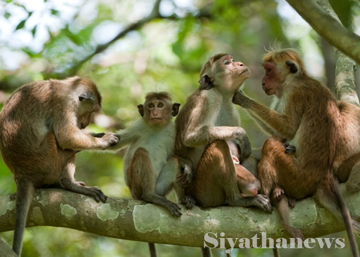 සත්ත්ව සංගණනයේ ඇත්ත (VIDEO)