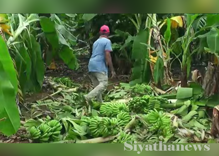 දිනෙන් දින ඉහළ යන අලි මිනිස් ගැටුම (VIDEO)