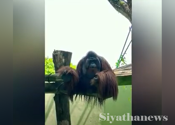 දෙහිවල සත්ත්ව උද්‍යානයේ මිය ගිය ඔරං ඔටංගේ මළ සිරුර පේරාදෙණිය පශු වෛද්‍ය පීඨයට (VIDEO)