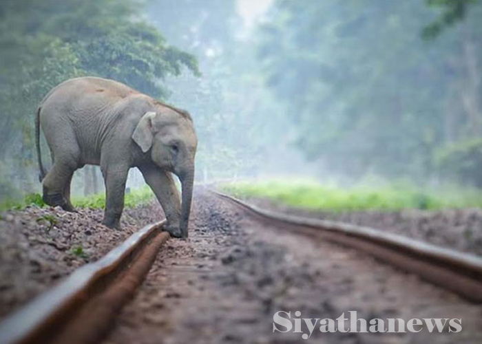 වන අලි දුම්රියේ ගැටීම වළක්වා ගැනීම සම්බන්ධයෙන් විශේෂ සාකච්ඡාවක්
