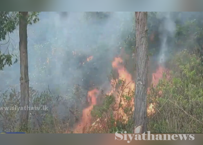 කැළෑ ගිනි තබන පුද්ගලයන්ට එරෙහිව නීතිය දැඩි වෙයි (VIDEO)