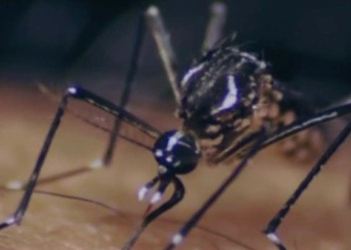 ඩෙංගු මර්දන සතිය හෙට සිට (VIDEO)