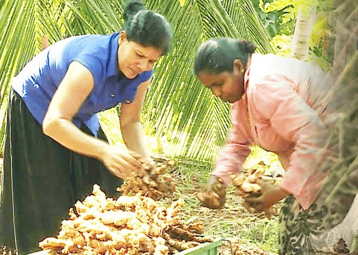 නිසි මිලක් ඉල්ලන ඉඟුරු ගොවියෝ (VIDEO)