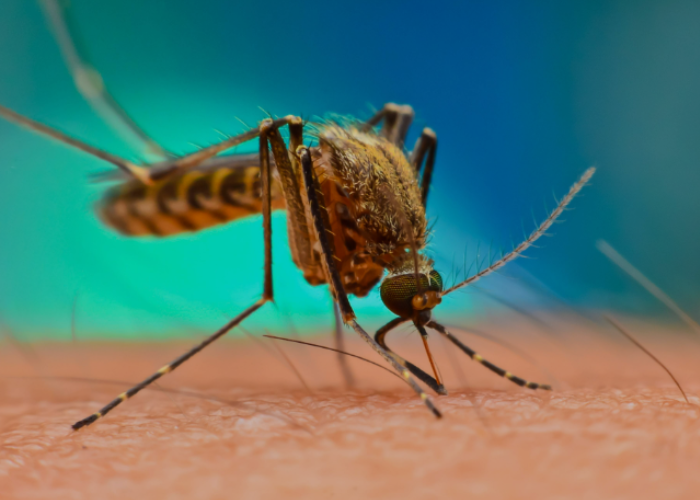 ඩෙංගු මර්දන සතිය අදින් ඇරඹේ.