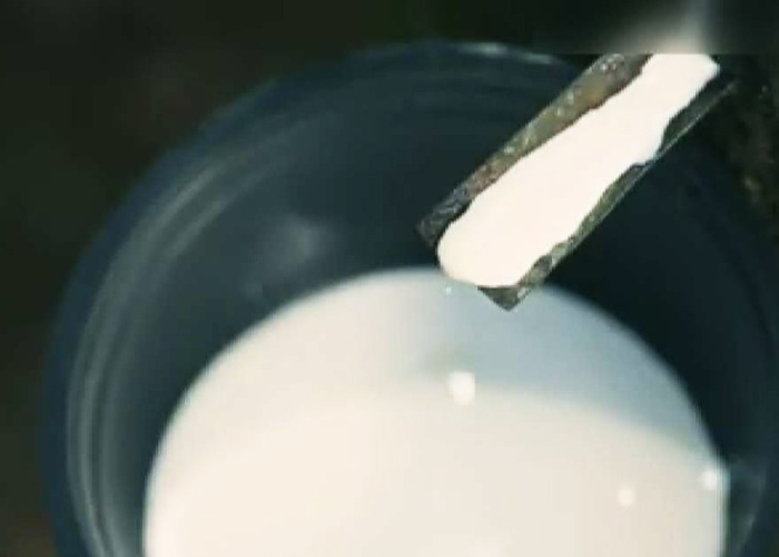 රබර් වගේ ඇදෙන අපේ රබර් (VIDEO)