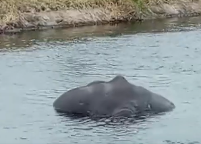 ඇළට වැටුණු අලියා (VIDEO)