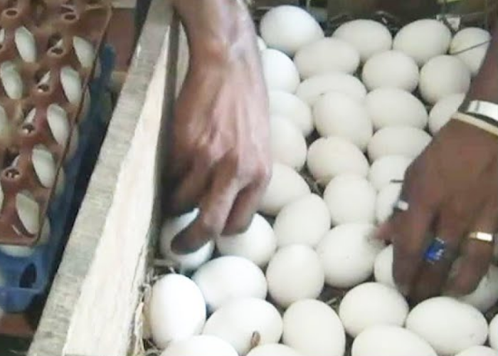 බිත්තර මිල පහළ යයි – නිෂ්පාදකයන් අසරණයි (VIDEO)