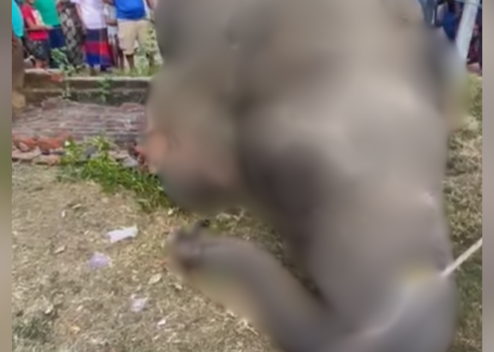 දුම්රියක ගැටී වන අලියෙක් මරුට