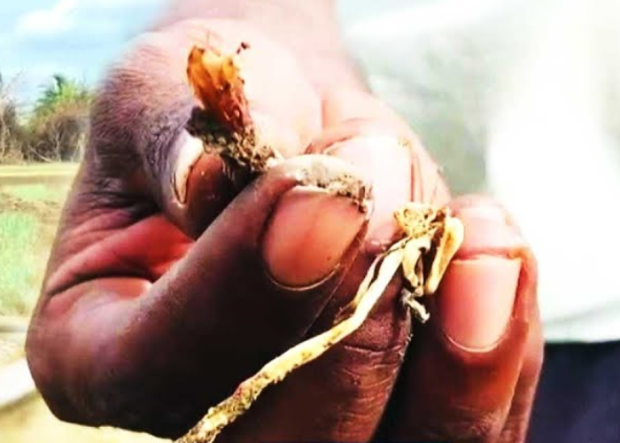 ලොකු ලූණු වගාකරුවන් පත්ව සිටින අපහසුතාවය (VIDEO)