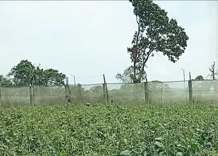 නව තාක්ෂණය තුළින් මුං වගාව සාර්ථක කරගත් අනුරාධපුර ගොවින්. (VIDEO)