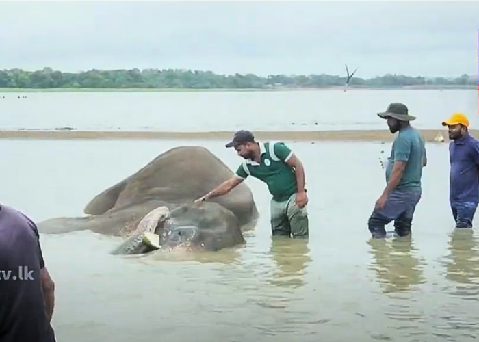 කණ්ඩලම වැව් රක්ෂිතයේ තුවාල ලබා සිටින අලියාගේ සෞඛ්‍ය තත්ත්වය බරපතළයි (VIDEO)