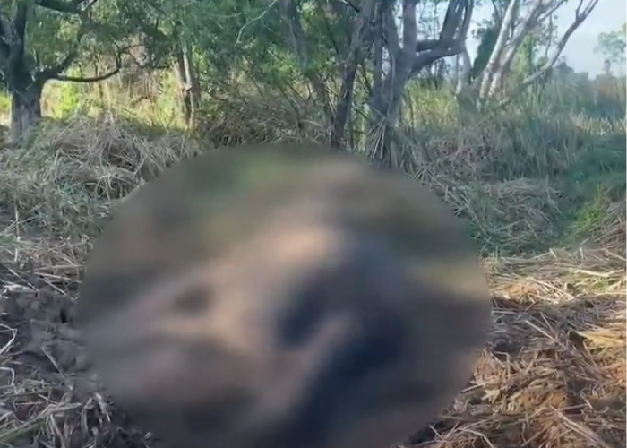 කන්ටේනරයේ ගැටී මියගිය වන අලි පැටවා (VIDEO)