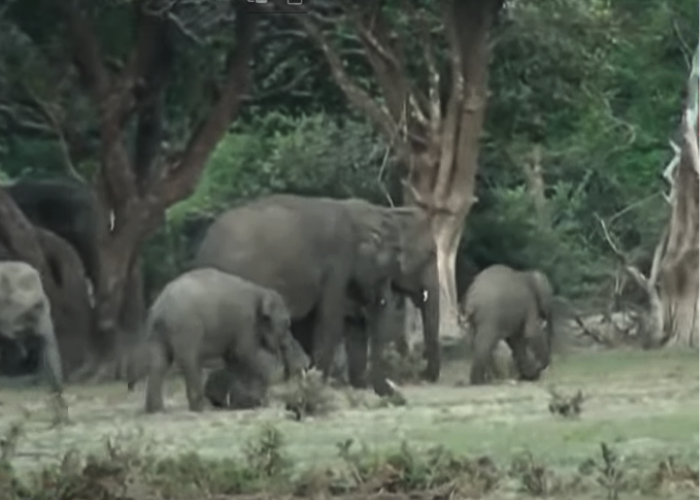 මවට සිහි නැති කර රැගෙන ගිය පැටවා (VIDEO)