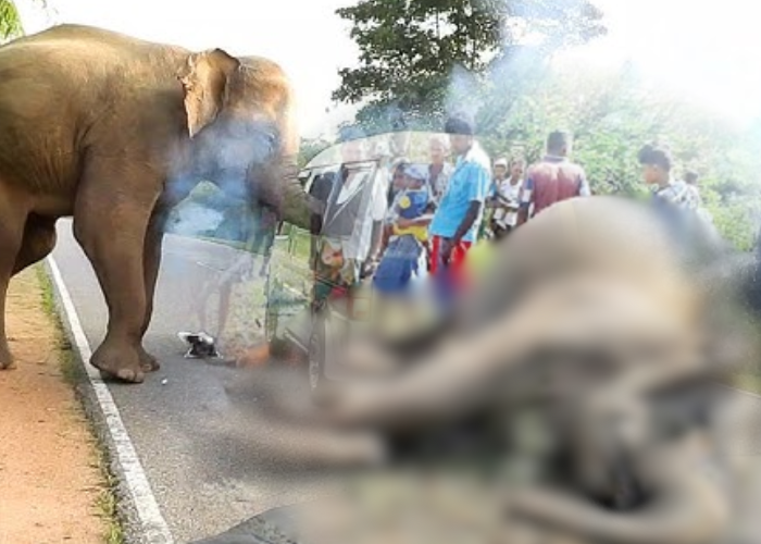 අලි-මිනිස් ගැටුම් යෝජනා ක්‍රියාත්මක කිරීම ගැන කරුණු දක්වන ලෙස වනජීවී දෙපාර්තමේන්තුවට නියෝග