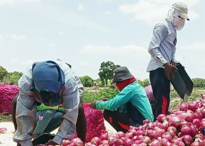 දේශීය ලොකු ළුුණු මිල ප්‍රමාණවත් නැති නිසා අපහසුතාවයට පත් වූ ගොවීන් (VIDEO)
