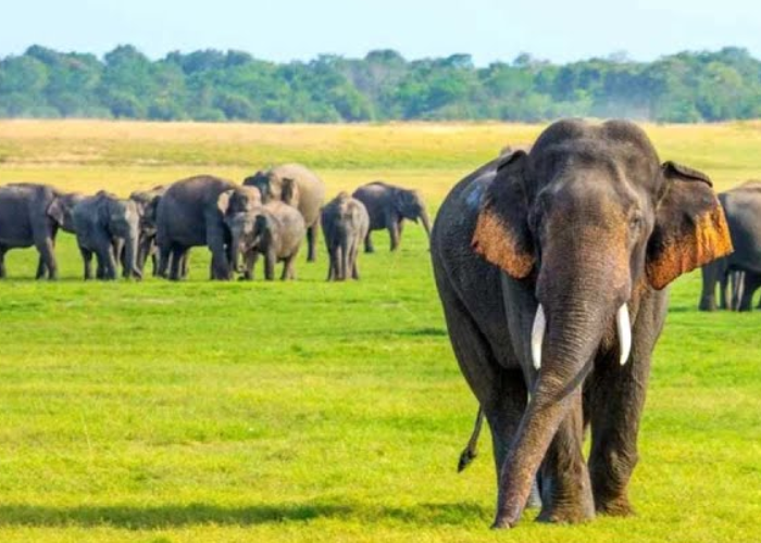 මෙරට සෑම අලියෙකුම සිය ජිවිත කාලය තුල ඩොලර් මිලියන 10යක ආදායමක් සොයාදෙන බව පවසයි (VIDEO)