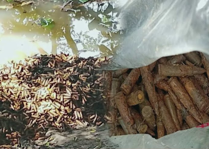 තඹුත්තේගම මුදුනේගම ප්‍රදේශයේ දී සොයාගත් T56 වර්ගයේ ජීව පතරොම් සහ හිස් පතරොම් තොගය (VIDEO)