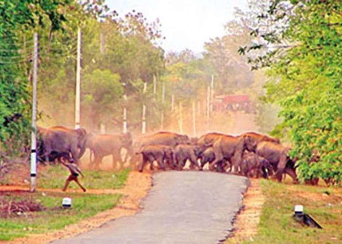 හම්බන්තොට අලි රක්ෂිත කලාපයට අලි ඇතුන් පලවා හැරීමේ රිට් පෙත්සම නිෂ්ප්‍රභ කෙරේ