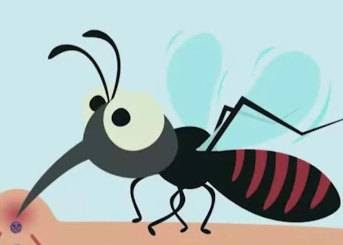 දිස්ත්‍රික්ක 22කම මදුරු ඝනත්වය ඉහළට (VIDEO)