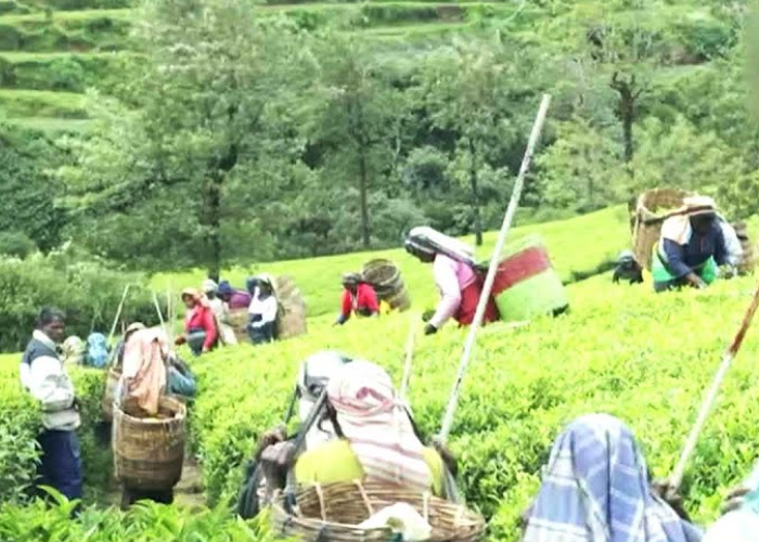 වතුකරයේ සතුට (VIDEO)