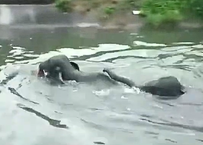 ඇළට වැටුණු අලි 3දෙනෙකු බේර ගනී (VIDEO)