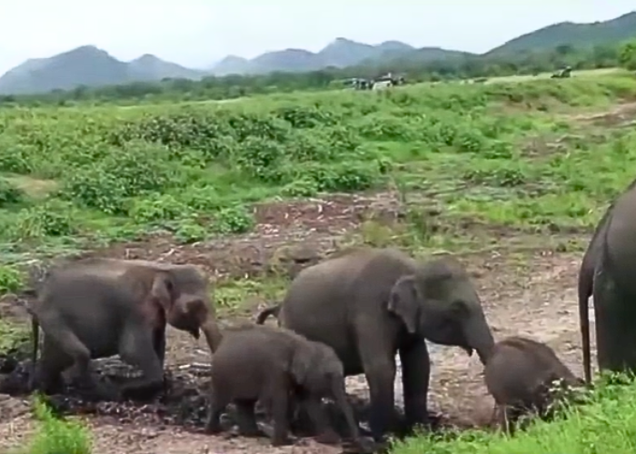 වැටි වැටි නැගිටින අලි (VIDEO)