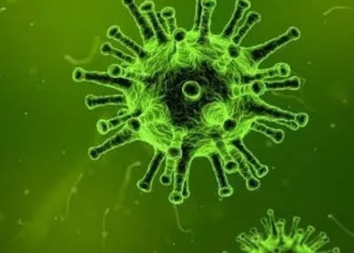 Nipah සිංගප්පූරුවටත් (VIDEO)