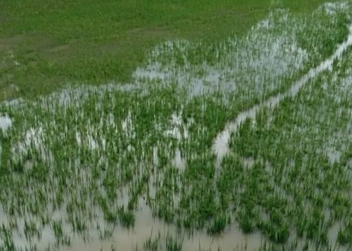 ගොවීන්ට රක්ෂණ මාසයක් (VIDEO)