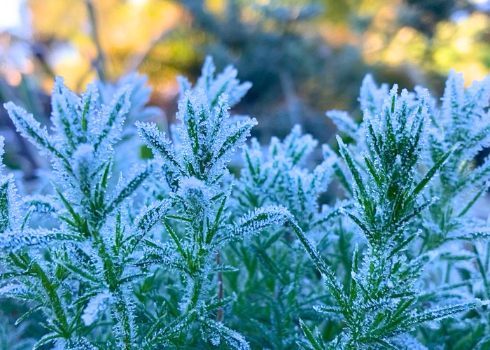 නුවරඑළියට මල් තුහින