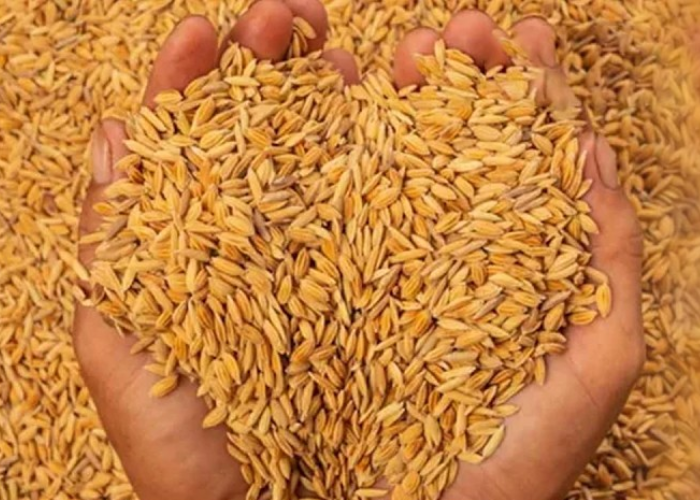 නව වී ප්‍රභේදයකට පිලිපීනෙන් එකඟතා (VIDEO)