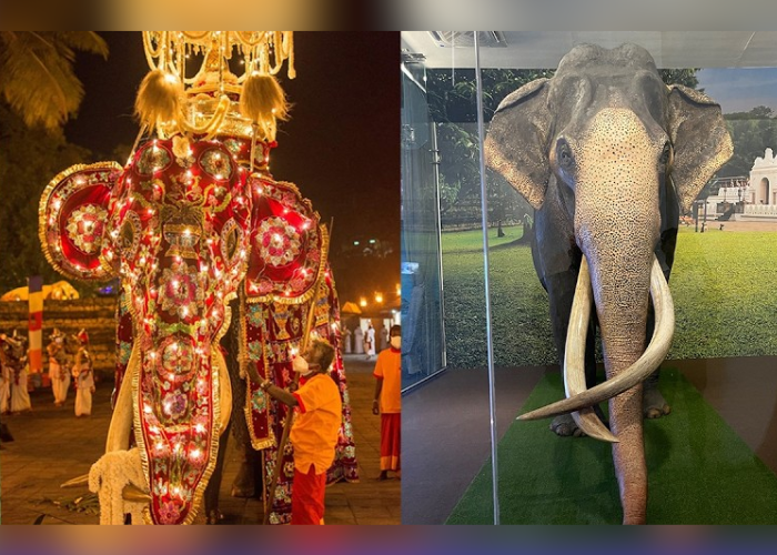 යළි උපන් නැදුන්ගමුවේ රාජා (VIDEO)