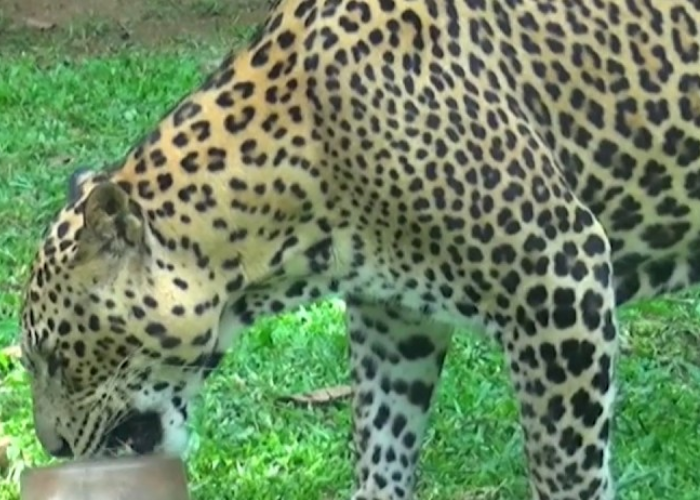 පින්නවල එළිමහන් සත්වෝද්‍යානයට වසර 11යි (VIDEO)
