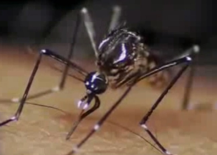 ඩෙංගු මරණ ඉහළට – රට පුරා අවදානමක් (VIDEO)