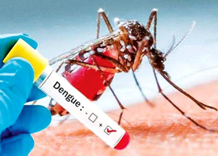 ඩෙංගු රෝගීන් වාර්තා වීම සීඝ්‍රයෙන් ඉහළට (VIDEO)