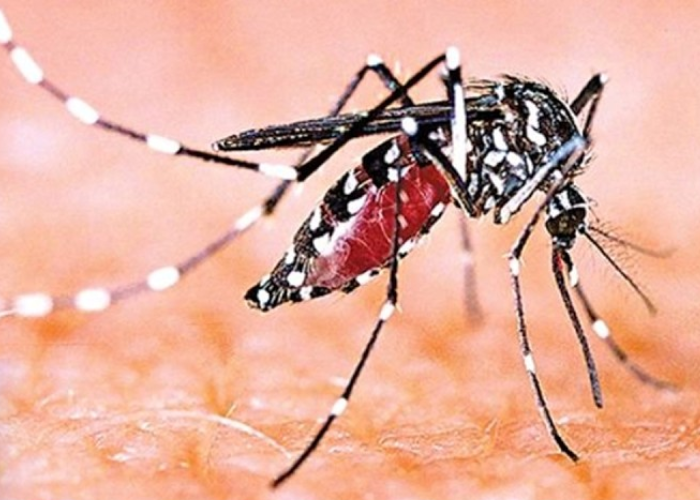 ඩෙංගු මරණ 35ක් – 27ක් කාන්තාවන් – ළමුන් 5ක් – සමස්ථ රෝගීන් 56,000 පනී (VIDEO)
