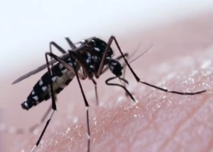 ඩෙංගු අධි අවදානම කලාප 89ක (VIDEO)