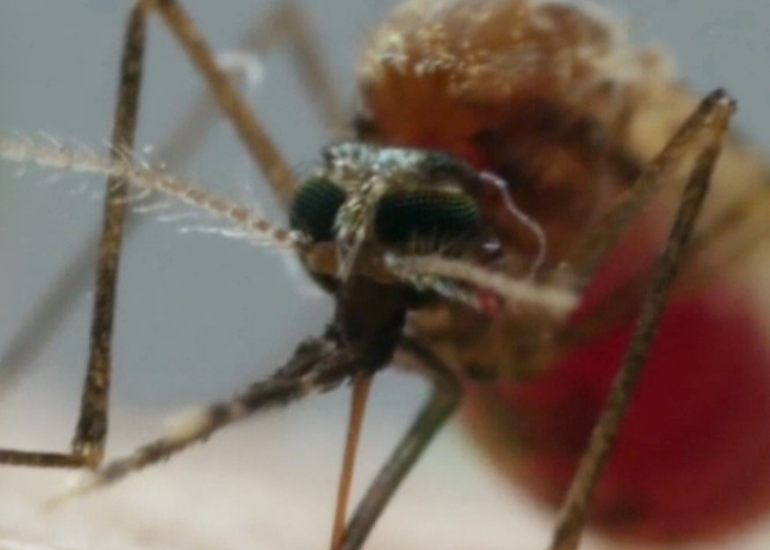 ඩෙංගු මරණ 27 දක්වා ඉහළට – පැය 24ට රෝගීන් 1185ක් (VIDEO)