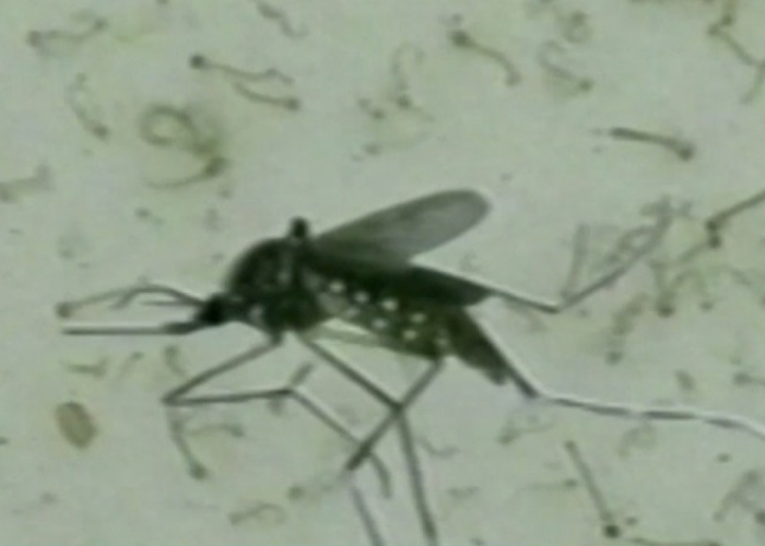 සති 3ට 13 000යි – සමස්ත ඩෙංගු රෝගීන් 47000 පනී (VIDEO)