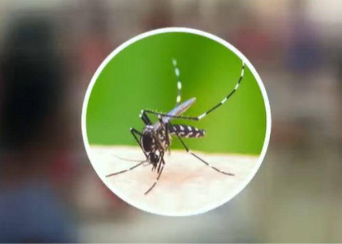 83000ට ලඟා වුණ ඩෙංගු (VIDEO)