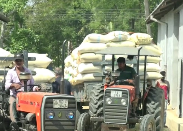 වී මිලදී ගැනීම අද දෙවන දිනටත් (VIDEO)