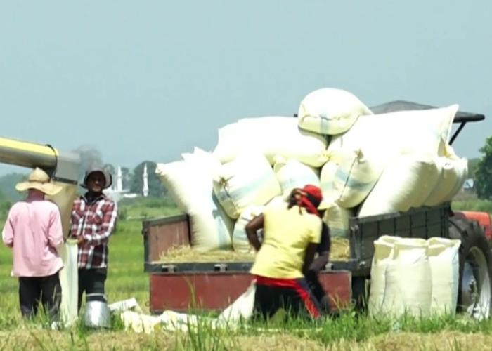 යල කන්නයේ වී මිලදී ගැනීම ඇරඹෙයි (VIDEO)