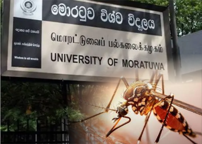 62,000 පැන්න ඩෙංගු – ඩෙංගු මොරටුව වසයි (VIDEO)