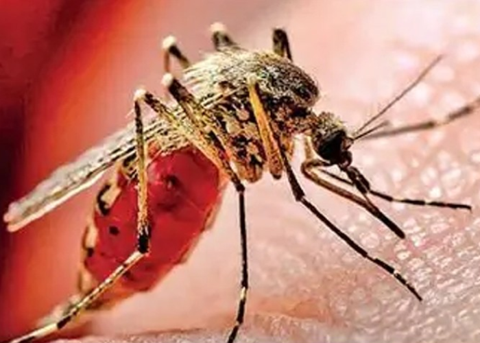 දින 12ට 13,000පනී (VIDEO)