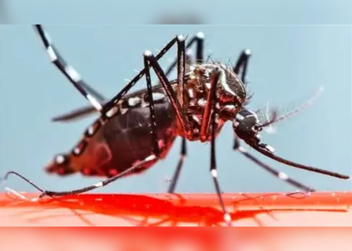 83000 පැන්න ඩෙංගු රෝගීන් (VIDEO)