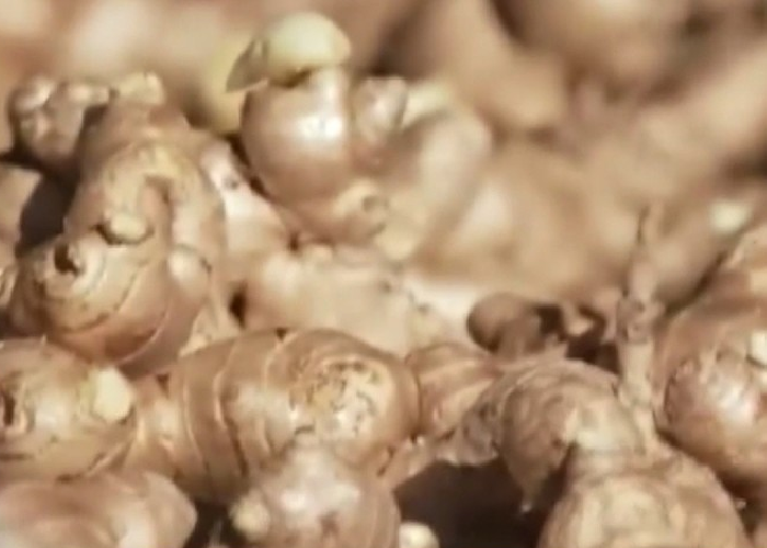 මෙරට ඉඟුරු අස්වැන්න සැළකිය යුතු ලෙස පහළට (VIDEO)